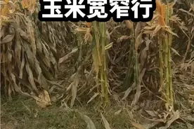 注意！这才是玉米的正确种植模式#高产玉米种子 #玉米种植管理 #中玉801 #天玉一号 #天玉1号视频封面