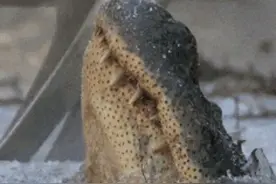 当水开始结冰时，鳄鱼会将鼻孔保持在冰面上方，允许它们在低温环境中继续呼吸。这个行为不仅节省能量，还让它们能够在冬季低温下存活。#科普 #知识分享 #动物世界视频封面