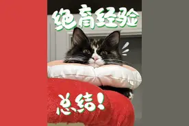 母猫绝育经验总结！！！！！！#新手养猫 #猫咪绝育 #顾小葵加油