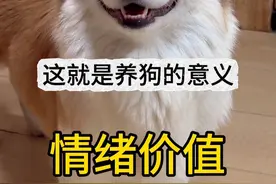 这就是养狗的意义 #狗狗的心思都写在脸上了 #动物的迷惑行为