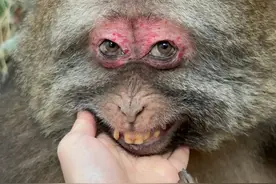 信任是需要时间积累，它是野生动物。它对陌生人还是警惕的。陌生人还是保持距离比较安全#峨眉山的猴子 #独臂猴星星 #人与动物和谐共处 #神奇动物在抖音 #动物的迷惑行为视频封面