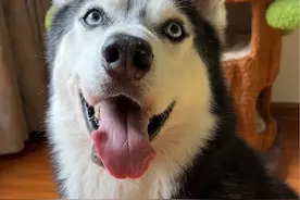 社恐的我和我社恐的狗已经出门啦！我们上海亚宠展见～ #全抖音萌宠申请出战亚宠展 #万物可爱计划 #夏日萌宠季