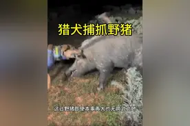 猎犬捕抓野猪！ #猎犬 #野猪 #动物世界看人生百态 #国外合法狩猎请勿模仿