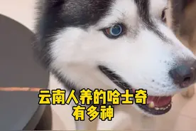 云南人养的哈士奇有多神？？一言不合就开拆了！！显得我很没有地位！！？？？#哈士奇五一#金毛一二#金哈帮#万物可爱计划 #宅家治愈记@“五一世家”犬舍 @金毛一二 @昆明五一世家宠物公园（哈士奇之家）视频封面