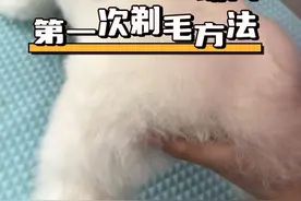 幼犬小奶狗第一次剃毛怎么剃？幼犬要不要剃胎毛？按照视频的操作方法，直接用9mm留毛刀头把身上一点就可以啦#狗狗 #修毛 #比熊 #萌宠好物 #抖in萌宠计划视频封面