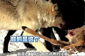 晕倒羊原来是因为这个原因才会呈现出“碰瓷”的状态。#震惊 #万万没想到 #动物 #科普 #冷知识视频封面
