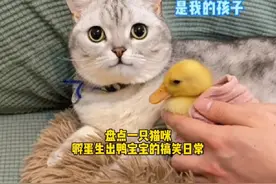 盘点一只猫咪孵蛋生出鸭宝宝的搞笑日常##看得出猫猫已经快崩溃了