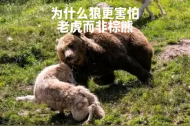 动物科普 为什么狼更怕老虎而非棕熊 #神奇动物在抖音 #动物世界