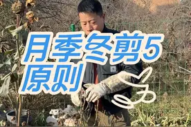 月季冬剪 月季冬剪5个原则，掌握了，秒变月季修剪高手！仔细看，好好学！#月季 #修剪 #月季怎么修剪 #种植小技巧视频封面