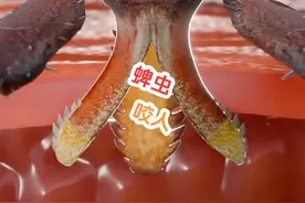 蜱虫是怎么咬人的？视频封面