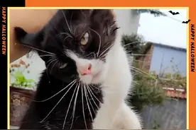 你知道被粘鼠板粘住的猫咪应该怎么清洗吗？#奶牛猫 #这是我的小猪猫 #抖in萌宠计划