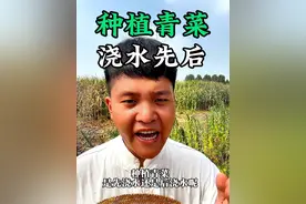 种植青菜是先浇水还是后浇水呢#蔬菜种植 #种菜 #分享农业知识帮农民增产增收 #新农人计划2024 #农业种植视频封面