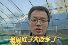 金鱼饲养的时候，吃的太多肚子大肠炎不爱游动，或者侧躺在水面上可以试试看 #金鱼肠炎 #金鱼肚子大爬缸 #金鱼吃多了 #兆晖金鱼视频封面