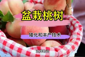 盆栽桃树矮化和丰产技术来了，手把手的教你打造高产树形视频封面