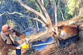 不幸的野马，腿被树夹住，为了帮助它，男子使用了电锯 #动物解说 #动物救助 #马