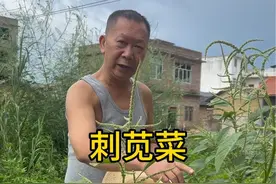 刺苋菜根煲猪大肠、大家有没有听说过，或者还知道其他用处？#民间草药的功效与用法 #三农 #识百草