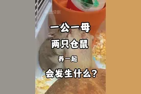 一公一母两只仓鼠养一起会发生什么？#金丝熊 #仓鼠 #仓鼠合笼 #仓鼠繁殖