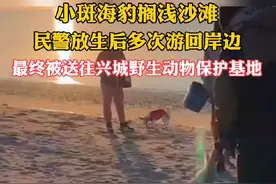 小海豹搁浅岸边，民警放生后多次返回，最终被往野生动物保护基地(央广网 葫芦岛)视频封面