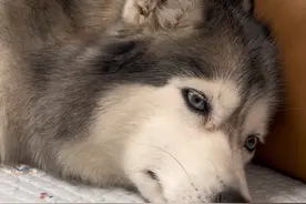 贝贝：这个家我潜伏了8年，等的就是这一刻！#萌宠出道计划 #哈士奇正确的打开方式