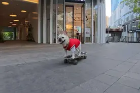 狗狗有多护滑板，铲屎官也不能玩！ #影石X5 #全景相机 #全景相机还是太全面了 #宠物摄影 #小法斗球球 @DOU+小助手