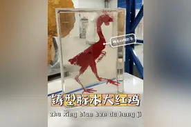 铸型标本“大红鸡”。 #科普 #博物馆 #生命的奥秘 #标本 #神奇动物在抖音视频封面