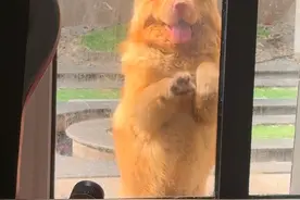 为了吃我们家的烤鸡，小胖居然说要欠我一个小米🤣 #萌娃 #土松 #邻居视频封面