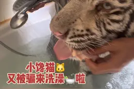 小馋猫🐱又被骗来洗澡啦 #宫百万 #白虎视频封面