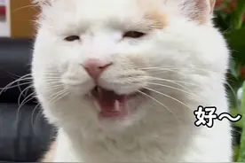 爆米花小声回应的合集，这小猫谁养谁不迷糊？ 回复 @-Dong-的评论 #被猫咪治愈的瞬间 #夹子猫 #谁说猫猫没有表情的视频封面