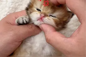 小奶猫气呼呼的吐舌头，太可爱了吧！ #小奶猫 #小奶猫的点点滴滴 #猫咪的迷惑行为视频封面