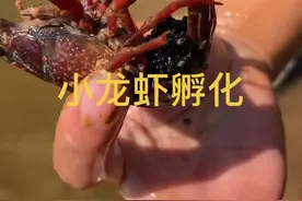 #养鱼日记 #户外 #小龙虾 #小龙虾孵化视频封面