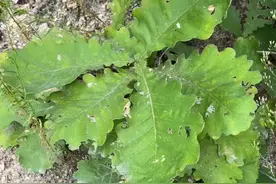 馍叶你用过吗？ 视频封面