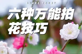 又到了拍花的季节 六个通用拍花技巧，简单易学，拍花必备#拍花技巧 #拍摄花朵教程 #手机摄影 #拍花成画 #桃花