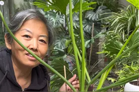 秋季龙鳞春雨避免真菌感染 尽可能不去给叶面盆水 避免茎干越长越细 尽量多留些叶片…#龙鳞春羽 #小方法解决大问题 #爱养花 #我的花 #花草养殖的技巧