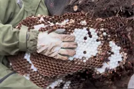 深山大树底下的黑背金环虎头蜂一大堆土，太壮观了 #大山里的味道 #金环虎头蜂 #真实户外 #现场实拍 #赶山视频封面