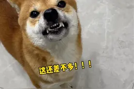 当柴犬听到我的《樱花瓷》铃声时！ #狗狗的心思都写在脸上了 #萌宠出道计划 #柴犬 #柴犬的迷惑行为大赏 #柴犬听到日语的反应