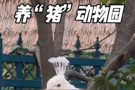 动物园变成养猪场，海豹养成QQ肠！没有一个S码的动物 #野生动物 #神奇动物在抖音 #野生动物零距离 #动物园里有什么 #动物萌时刻视频封面