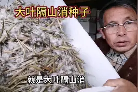 种植隔山消的朋友，提了五个问题，大家来听听 #中药材种植基地