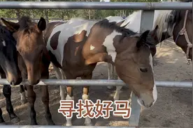 来到一骏马繁殖基地，骒马和马驹确实不错，60万种公马看着不像视频封面