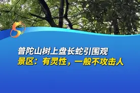 普陀山树上盘踞长蛇引游客拍照围观,景区工作人员称普陀山确实山上有很多类型蛇，也有各种毒蛇，但山上的毒蛇比较有灵性，一般不攻击人，这么多年没听过伤游客的事情出来。（编辑：wm）视频封面