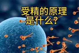 #科普知识 #每天跟我涨知识 #受精卵 受精的原理？视频封面