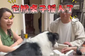 狗子打麻将的时候它认为自己是老大！谁也不服 #不养狗不知道养狗的乐趣   #狗狗的心思都写在脸上了  #边牧打麻将 #萌宠成精了 #萌宠日常记录视频封面