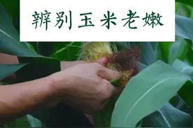 辨别玉米老嫩 #掰玉米 #玉米棒子 #掰玉米的季节 #齐民要术 #大学生就业指导