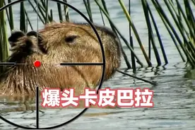 万万没想到卡皮巴拉都泛滥了，被丧彪无情爆头！ #神奇动物在抖音视频封面