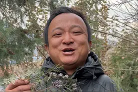 柏树 @阿新专营店 这个树全身都是宝，叶子可以用来洗头，种子可以吃，果壳可以做枕头，它就是大名鼎鼎的柏树，侧柏叶，柏子仁#植物科普 #柏树 #侧柏叶 #柏子仁视频封面