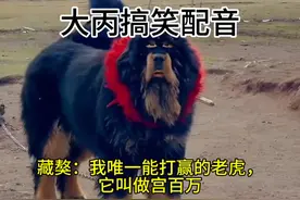 藏獒：我唯一能打赢的老虎，它叫做宫百万#搞笑#搞笑视频