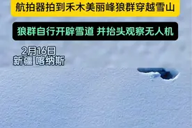 2月16日，新疆喀纳斯。航拍器拍到禾木美丽峰狼群穿越雪山，狼群自行开辟雪道，并抬头观察无人机。#难得一见 #野生动物零距离 #阿勒泰的冬天 #狼 #狼群视频封面