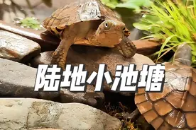 #养龟日常 #龟龟🐢 #生态缸 #水陆缸#古法养鱼视频封面