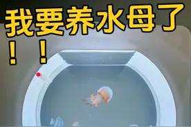 我终于要养水母了！ #水母 #海缸日记 #养鱼日记 #小丑鱼 #宠物日常视频封面