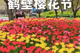 花期预报：无门票，无停车费，2025年鹤壁第十一届樱花季欢迎你来打卡。4月2日，将在鹤壁世纪广场举行开幕仪式，大家可以导航华夏南路和柳江路交叉口，先到樱花园打个卡，然后顺着华夏南路（樱花大道）一直走到新世纪广场，一路各种樱花竞相开放。拍摄日期：2024年4月6日，大家可以参照去年的日期，4月初来打卡。#鹤壁樱花节 #旅行推荐官 #樱花节视频封面