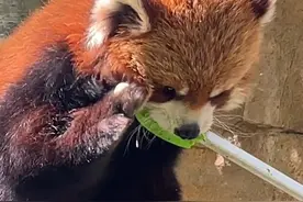 小熊猫吃苹果🍎被管理员夹走了，不给吃呜呜呜呜#小熊猫 #呆萌呆萌 #阔爱炸了 #萌到爆炸了💥 #北京野生动物园小熊猫视频封面